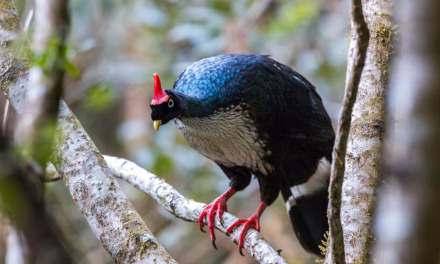 Tanduk Mencolok Horned Guan: Burung Endemik