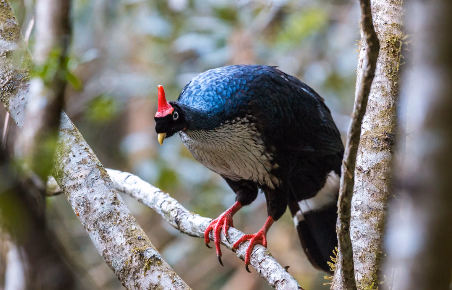 Tanduk Mencolok Horned Guan: Burung Endemik