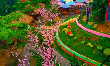Merasakan Nuansa Jepang Di Bukit Sakura Kemiling, Lampung