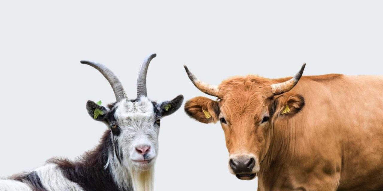 Hukum Dan Keutamaan Kurban Kambing Dan Sapi Dalam Islam