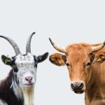 Hukum Dan Keutamaan Kurban Kambing Dan Sapi Dalam Islam