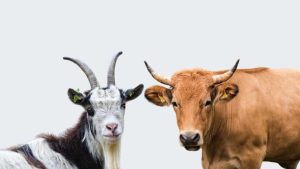 Hukum Dan Keutamaan Kurban Kambing Dan Sapi Dalam Islam