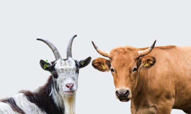 Hukum Dan Keutamaan Kurban Kambing Dan Sapi Dalam Islam