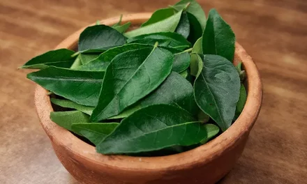 Jarang Di Sadari! Daun Kari Bisa Bantu Turunkan Gula Darah